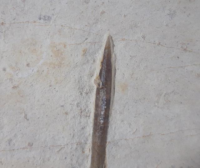 Hibolithes semisulcatus (M�NSTER 1830) - Bild &copy; FossNet FossilienStore
